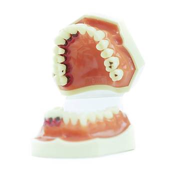 4003 Periodontist Eitim Modeli