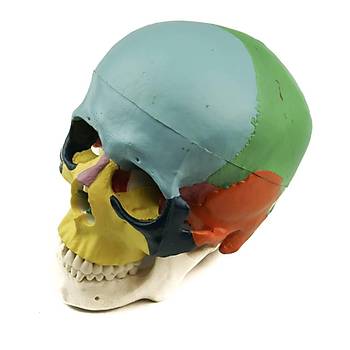 Skull Model - Kafatas Modeli