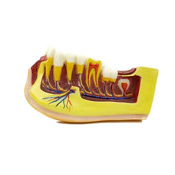 Mandibular & Endodonti Byk ene Eitim Modeli
